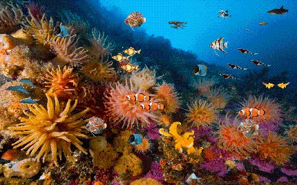 دلقک ماهی  و صخره مرجانی‌های نارنجی و زرد