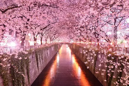 تصویر و والپیپر زیبای شکوفه های بهاری درخت گیلاس برای گوشی موبایل