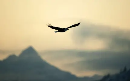 عکس پرنده در آسمان با مفهوم آزادی
