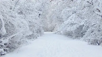 عکس پروفایل عاشقانه زمستانی با درخت های زیبا با برف روی شاخه ها و بوته های یخ زده