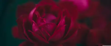 عکس ماکرو گل های رز سرخ با کیفیت 4K