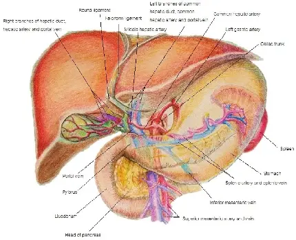 عکس تشریح بخش های مختلف کبد انسان در بدن