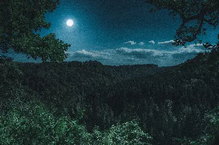 تصویر زمینه 5K جنگل در شب مهتابی مخصوص ویندوز