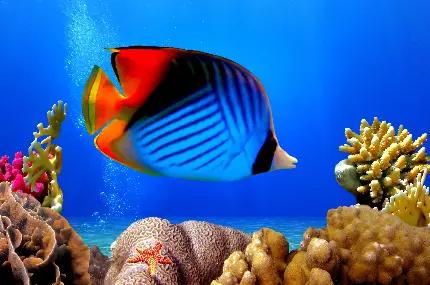 صخره مرجانی و پروانه ماهی آبی رنگ در دریا