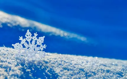 تصویر خارق‌العاده دانه‌ برف از نمای نزدیک در فصل زمستان