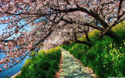 عکس کم نظیر مکانی رویایی در کشور ژاپن با شکوفه های گیلاس صورتی و سفید