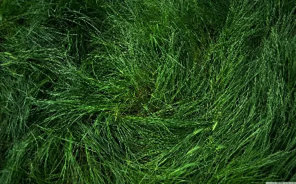تصویر فوق العاده زیبا از تکسچر چمن  طبیعی از نمای نزدیک 