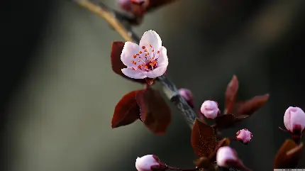 عکس ماکرو شکوفه بهاری با کیفیت تماشایی