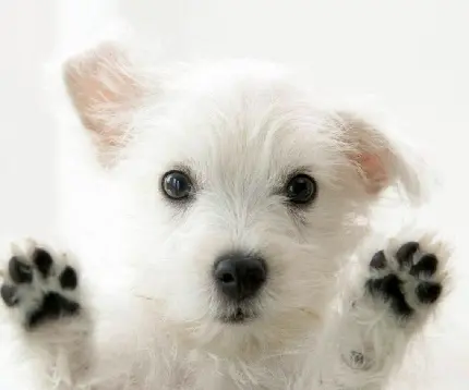 تصویر سگ کوچولوی سفید رنگ بسیار با مزه