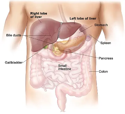 عکس آناتومی اعضا داخل شکم همراه با کبد انسان