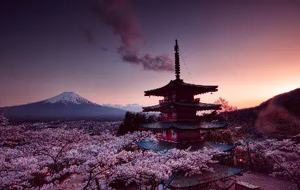 عکس 8K و رویایی شکوفه های گیلاس درختان ساکورا