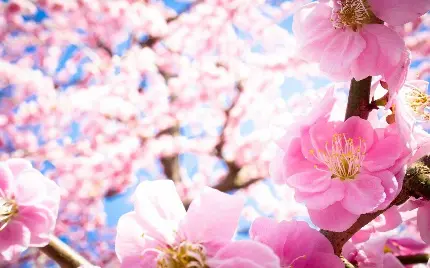 تصویر پس زمینه خاص و دیدنی شکوفه های بهاری درخت گیلاس برای گوشی و کامپیوتر و لپتاپ