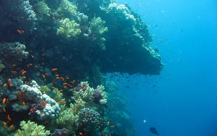 عکس طبیعت بکر از اعماق اقیانوس و آب با کیفیت 4k 