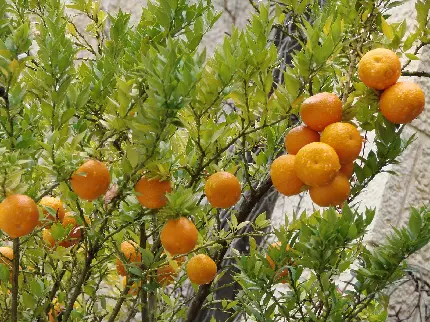 تصویر خیلی خاص از باغ سرسبز و پر طراوت پرتقال با کیفیت عالی