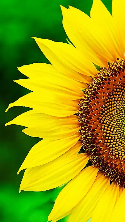 تصویر گل آفتابگردان بسیار زیبا برای پروفایل شبکه های مجازی