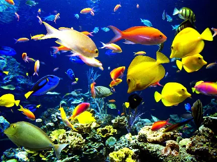 بک گراند عکس باکیفیت از ماهی های رنگارنگ اقیانوس