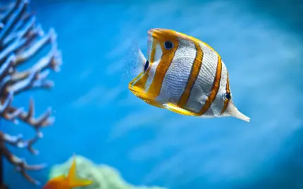 تصویری با کیفیت از پروانه ماهی ها در اقیانوس