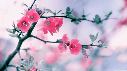 عکس ماکرو شکوفه های صورتی بسیار زیبا