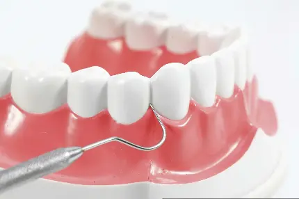 عکس اچ دی مولاژ دندان و لثه برای محصلان رشته دندانپزشکی