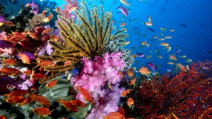 عکس اچ دی صخره مرجانی رنگارنگ در اعماق آب
