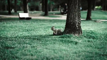 عکس سنجاب در پارک سرسبز با کیفیت 4K مخصوص زمینه کامپیوتر
