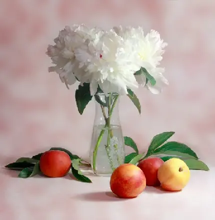 عکس هلوهای آبدار و خوشمزه در کنار گل سفید زیبا با کیفیت عالی