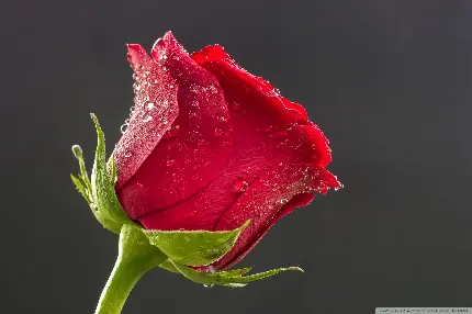 عکس ماکرو گل رز سرخ رنگ از نمای نزدیک و با کیفیت بالا