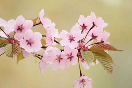 عکس زیبای شکوفه گیلاس بهاری با کیفیت بسیار بالا برای پروفایل و پس زمینه