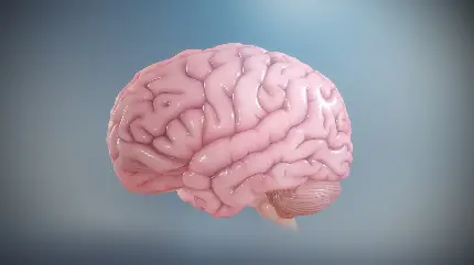 عکس مغز انسان از نمایی نزدیک با کیفیت خیلی خوب
