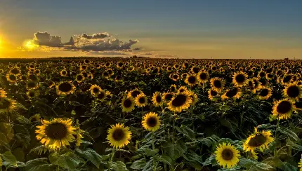 عکس گل آفتابگردان برای پروفایل (زیبا، خاص و باکیفیت)