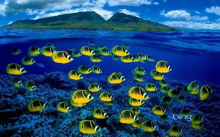 تصویر رنگی و زیبای ماهی های اقیانوس آبی