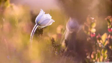 تصویر ماکرو از گل آلپین با کیفیت 4K