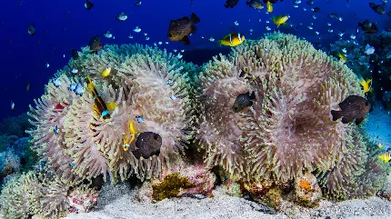 صخره های مرجانی گلبهی رنگ در اعماق زیرین آب