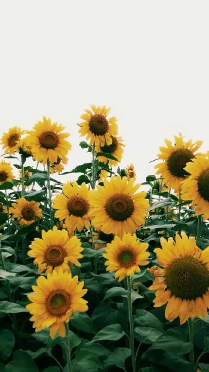 تصویر زمینه گل های آفتابگردان برای بک گراند گوشی موبایل