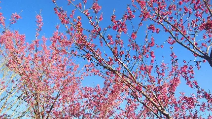 عکس زمینه شکوفه های بهاری درخت گیلاس با آسمان آبی با کیفیت HD