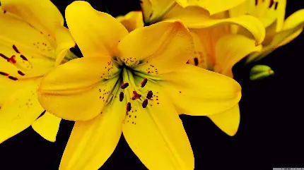 عکس ماکرو گل زرد رنگ زنبق تزئینی بسیار زیبا