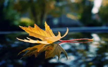 والپیپر برگ پاییزی درخت چنار بر روی زمین خیس برای موبایل با کیفیت بالا
