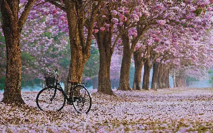عکس رمانتیک شکوفه های بهاری درخت گیلاس و دوچرخه برای والپیپر کامپیوتر