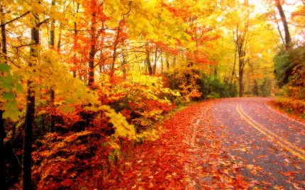 عکس جاده رمانتیک و برگ های پاییزی برای بک گراند ویندوز 11