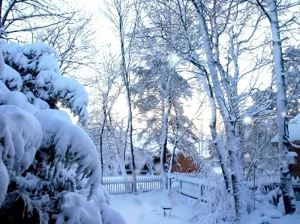 عکس صفحه گوشی زمستانی با درخت ها و برف روی آن ها در فصل زمستان
