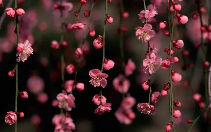 تصویر زمینه صورتی و زیبای شکوفه های بهاری درخت گیلاس برای والپیپر گوشی های هوشمند