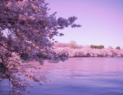 عکس شکوفه های بهاری درخت گیلاس در کنار رودخانه برای چاپ بر روی کاغذ و بنر سایز بزرگ