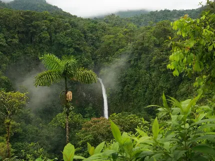 دانلود عکس 4k جنگل زیبا و شگفت انگیز بارانی