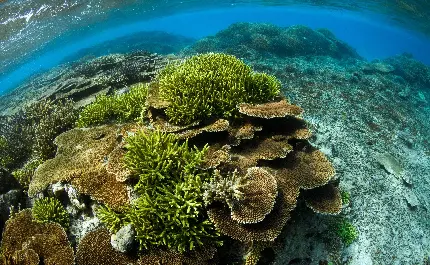صخره های مرجانی رنگی و چشم نواز در اعماق دریا