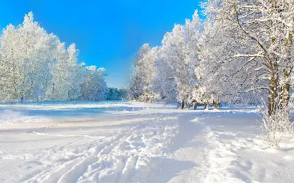 عکس پروفایل زمستانی جدید و شیک 2022 و آسمان آبی با درخت های برفی