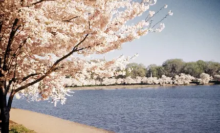 بک گراند زیبای شکوفه های بهاری درخت گیلاس برای دسکتاپ