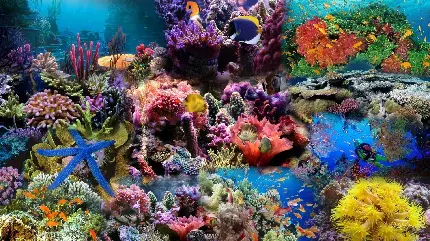 تصویر اچ دی صخره مرجانی هزار رنگ در اقیانوس