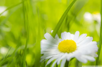 عکس ماکرو گل بابونه زیبا  و سفید رنگ 