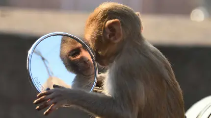 عکس میمون بامزه برای دوست داران حیوان با کیفیت عالی