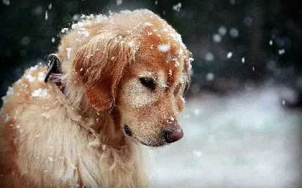 عکس سگ کیوت و ناز در فصل زمستان با کیفیت بالا